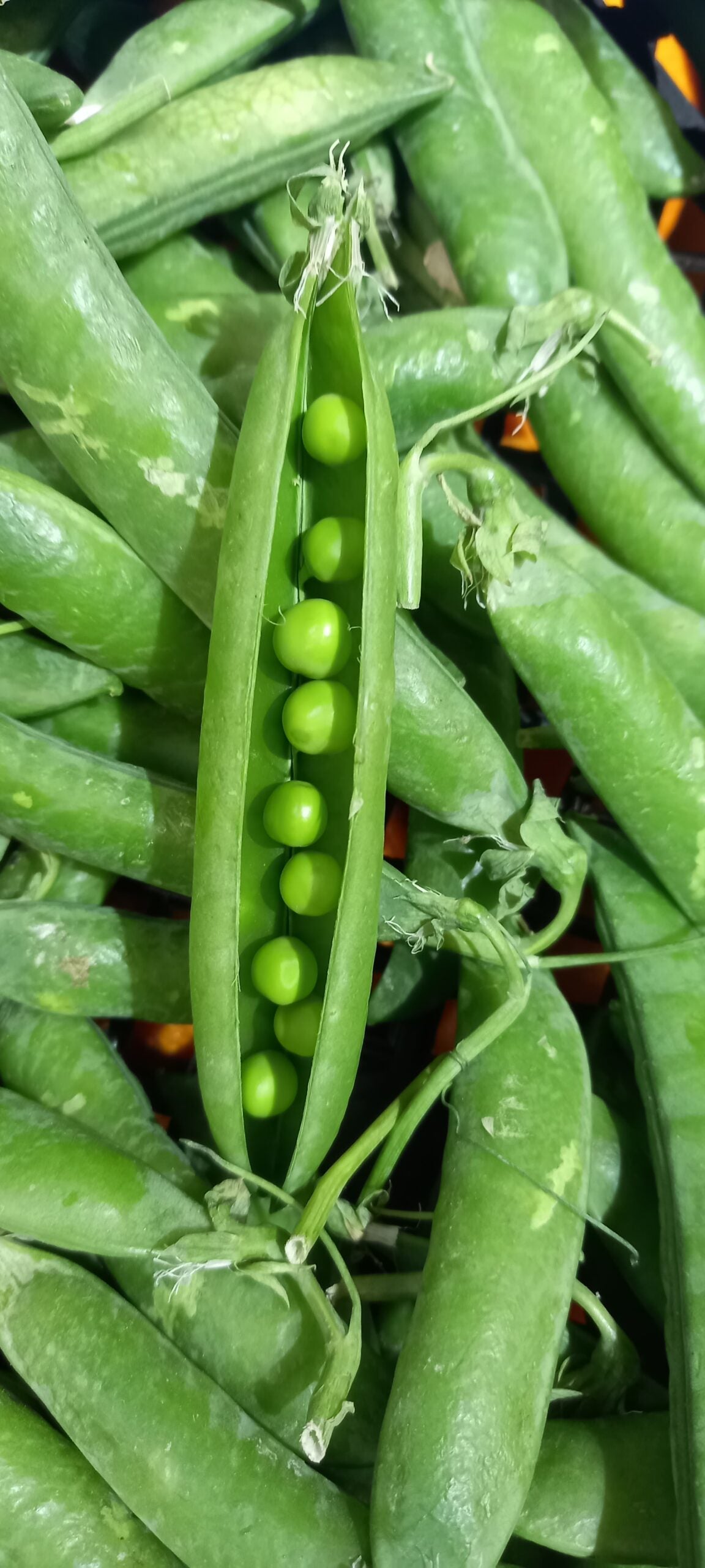 GROSZEK ZIELONY ŚWIEŻY 250G