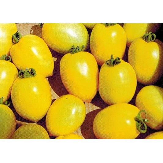 Pomidor Lima żółta 0,5kg