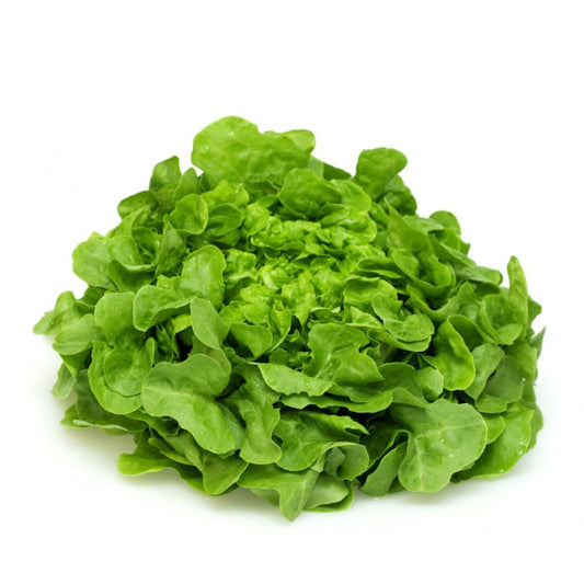 Sałata dębowa zielona 1szt